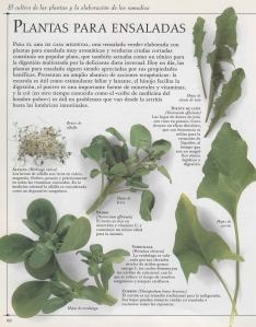 Plantas - Plantas Medicinales en Casa-059