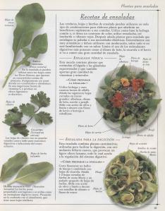 Plantas - Plantas Medicinales en Casa-060